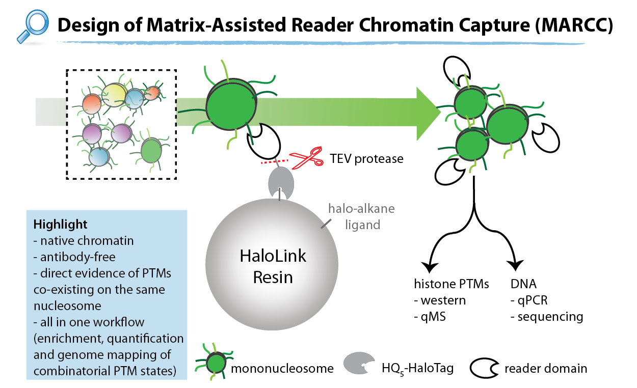 histone epigenetics denu lab uw madison