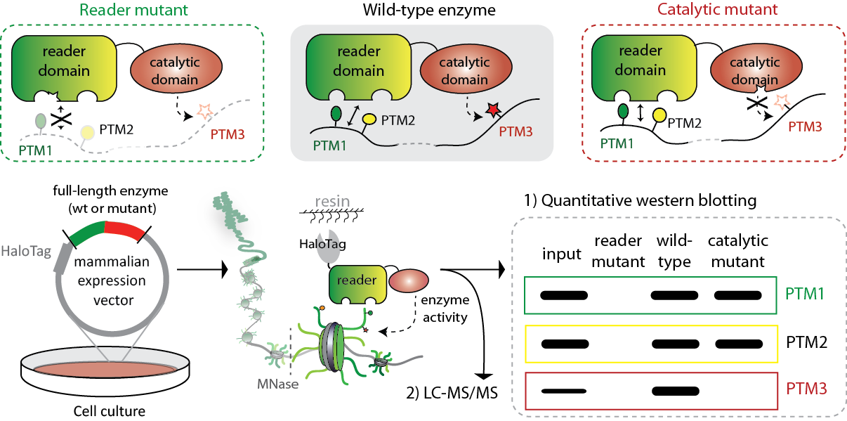 histone epigenetics denu lab uw madison