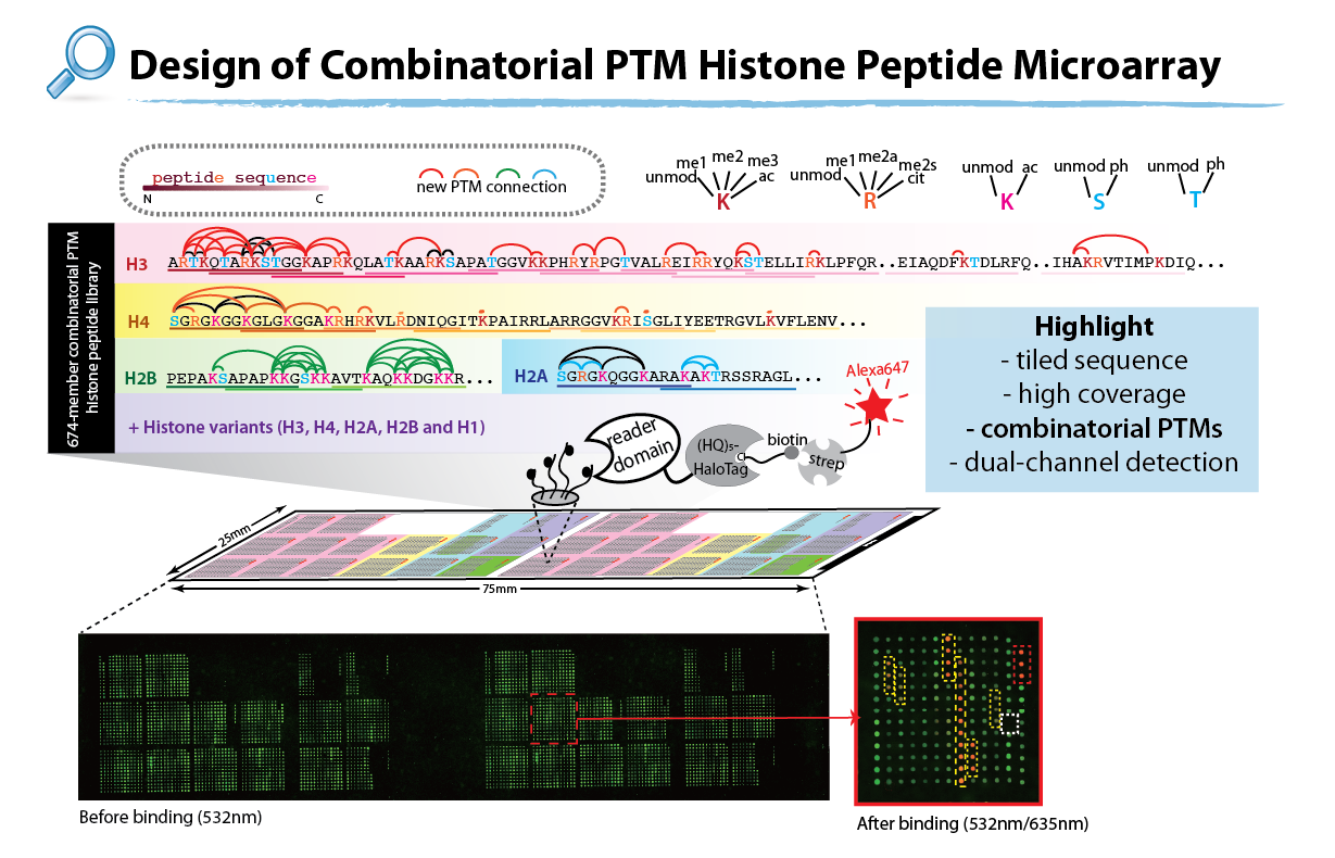 histone epigenetics denu lab uw madison